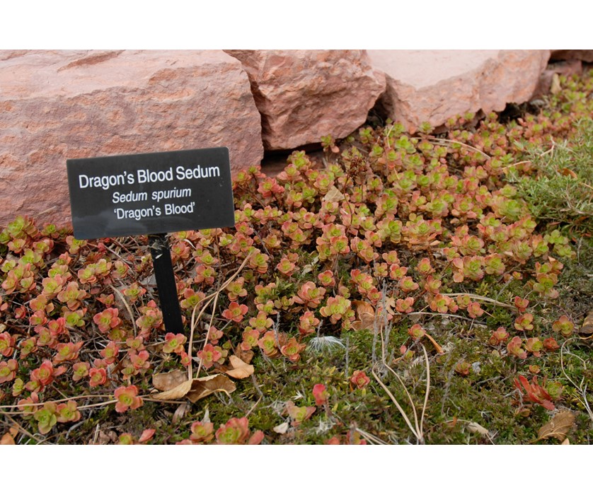 Dragon's Blood Sedum